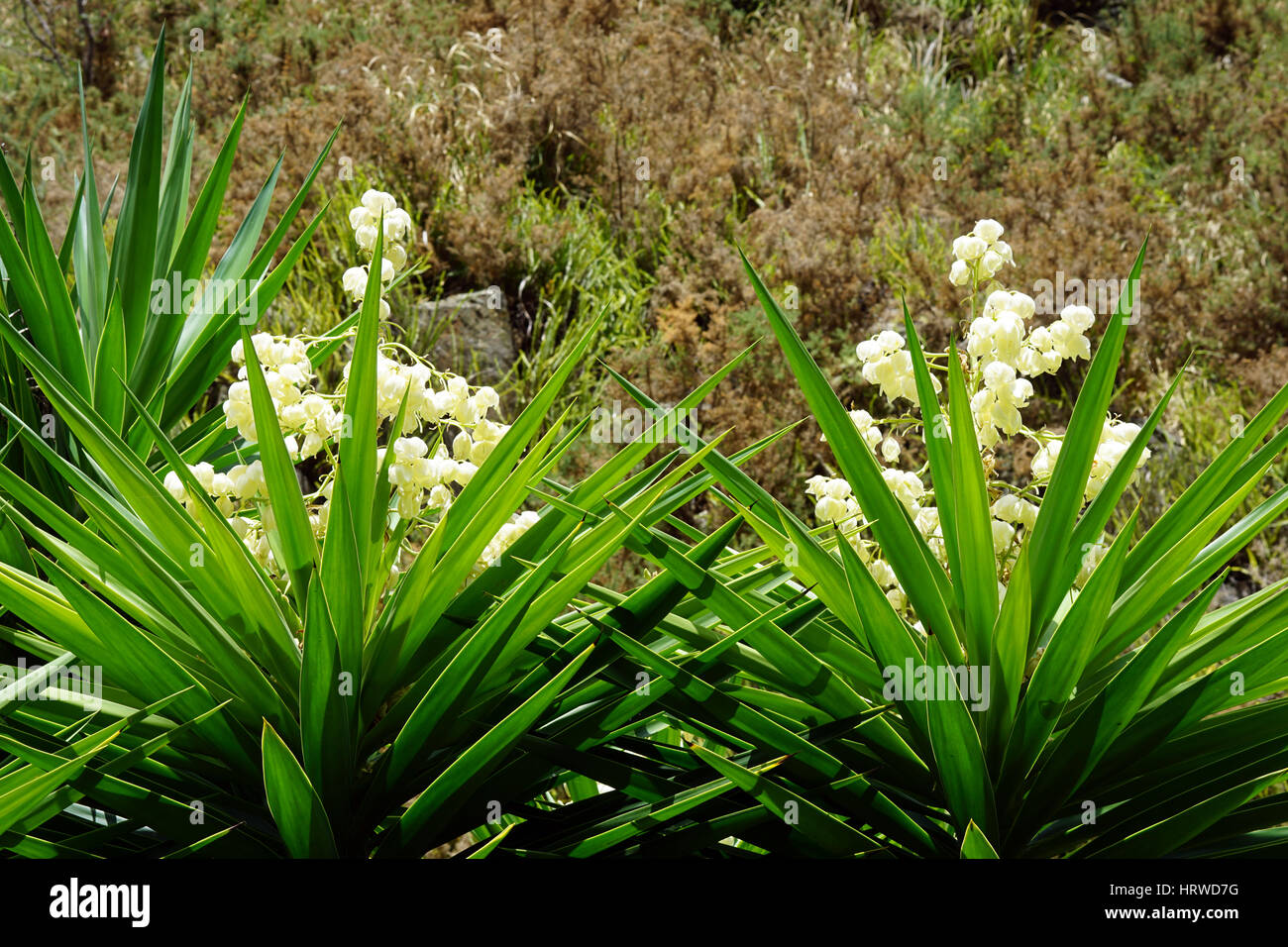 Yucca arbres avec des fleurs poussant dans la carrière de Whangarei en Nouvelle Zélande Banque D'Images