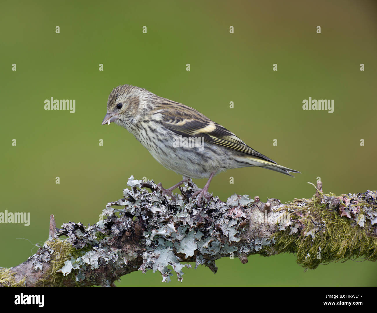 Siskin Carduelis spinus (femelle) sur une branche couverte de lichens en hiver, le Pays de Galles/Shropshire frontières,uk, 2017 Banque D'Images