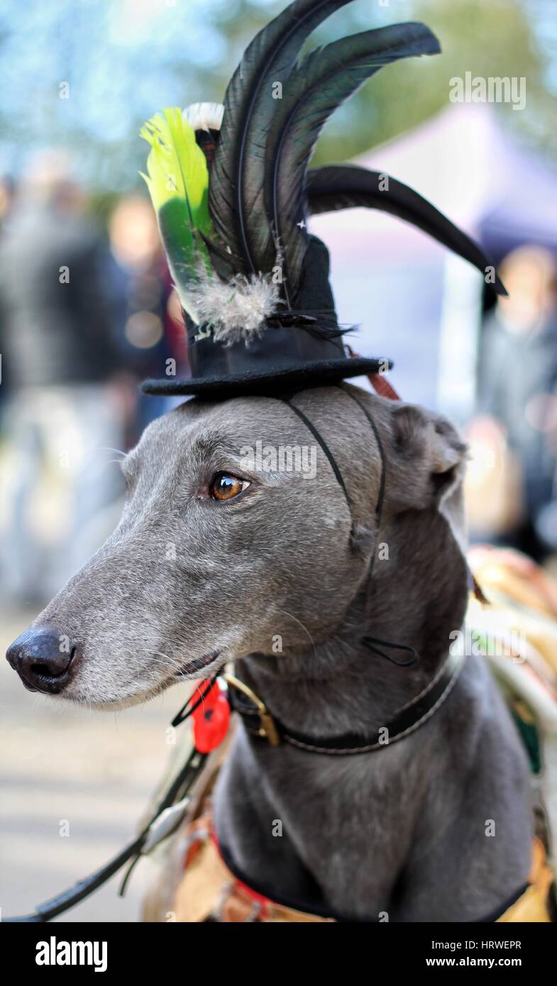 Whippet Banque D'Images