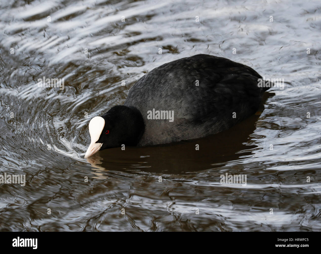 Foulque macroule (Fulica atra) Banque D'Images