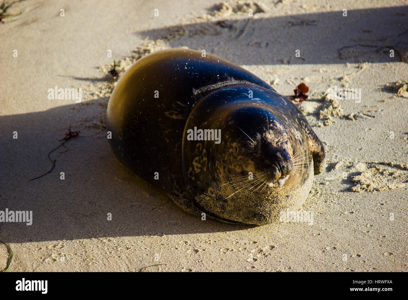 Close up of seal on beach Banque D'Images