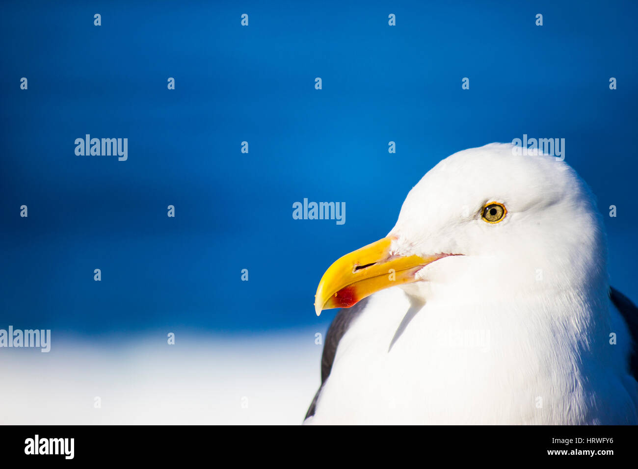 Close up of seagull face profil avec bec et eye Banque D'Images
