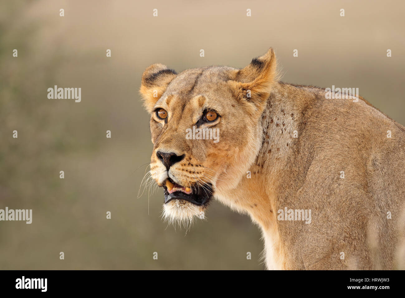 Portrait d'une lionne d'Afrique (Panthera leo), désert du Kalahari, Afrique du Sud Banque D'Images
