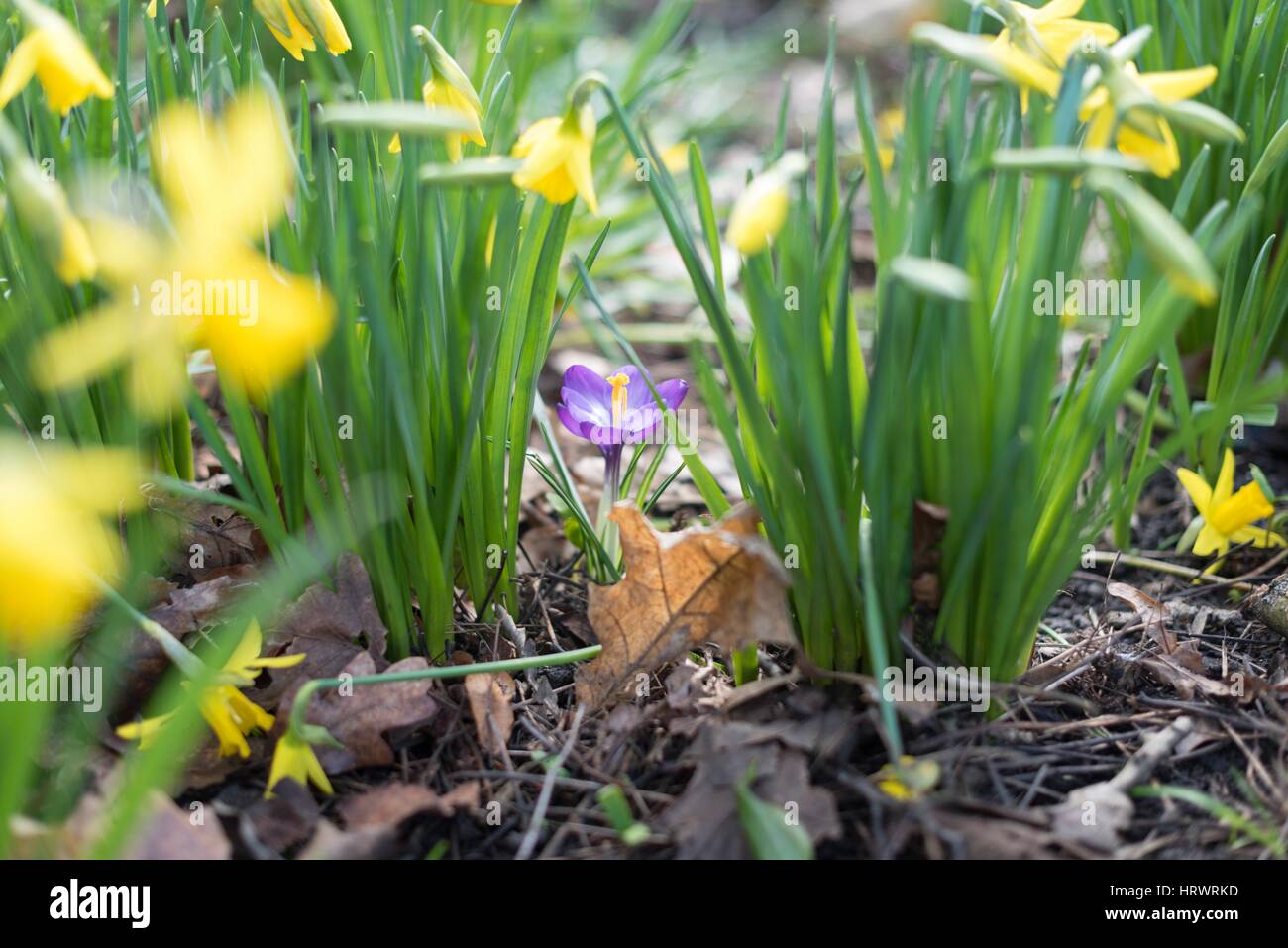 Tamworth, Staffordshire, Royaume-Uni. 4 mars, 2017. Grand beau temps le matin. Des fleurs sur les arbres, les jonquilles et les crocus. Credit : Slawomir Kowalewski/Alamy Live News Banque D'Images