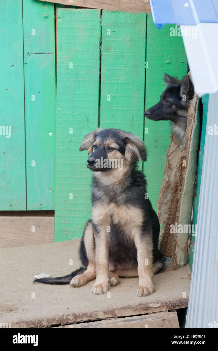 Chiot sans-abri dans un refuge pour chiens en journée d'été Banque D'Images