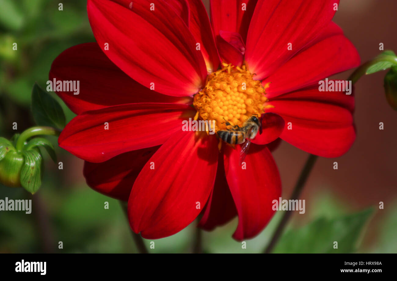 Bourdon se nourrissant de Dahlia, photographié dans les jardins de Brasilia - Brésil de l'écosystème. Banque D'Images