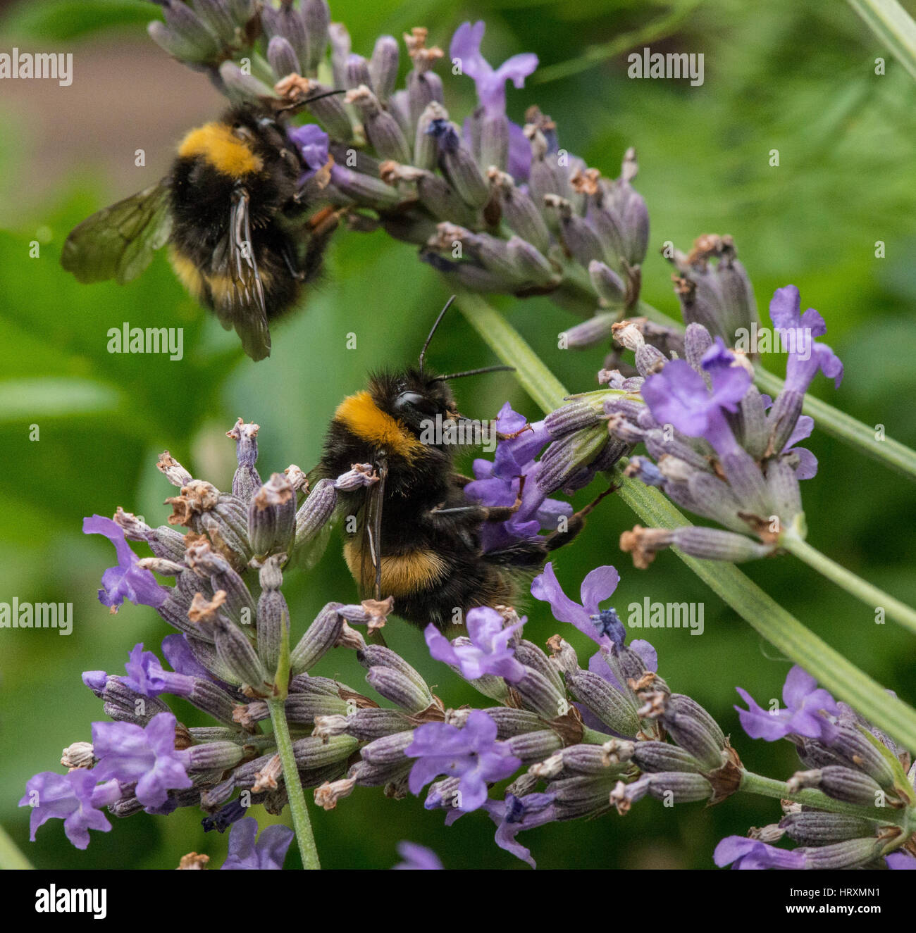 Les bourdons la collecte du pollen de la fleur de jardin Banque D'Images