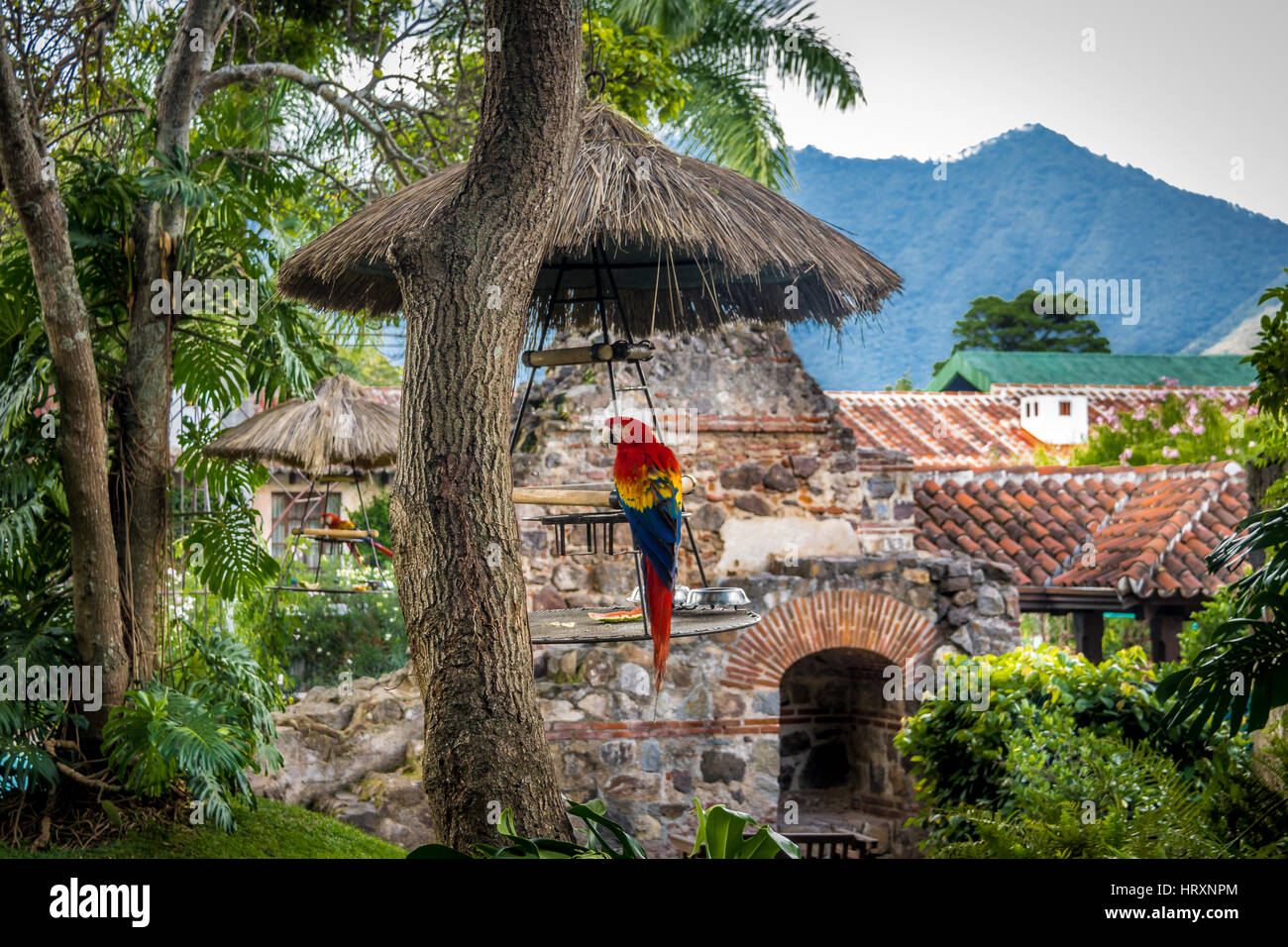 Ara rouge coloré Banque D'Images