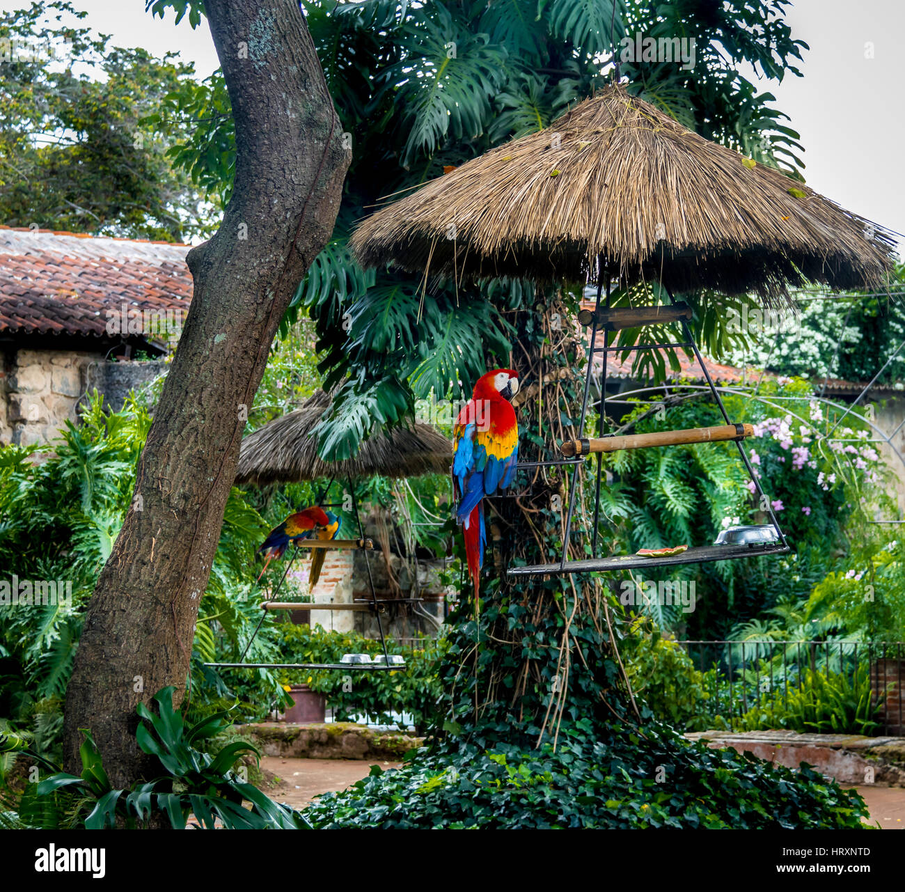 Ara rouge coloré Banque D'Images
