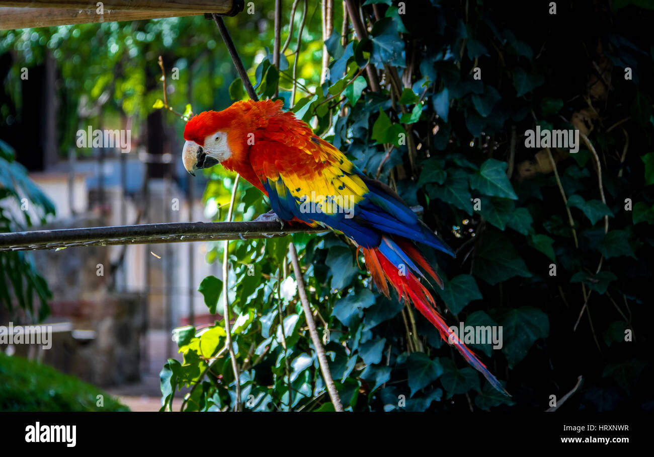 Ara rouge coloré Banque D'Images