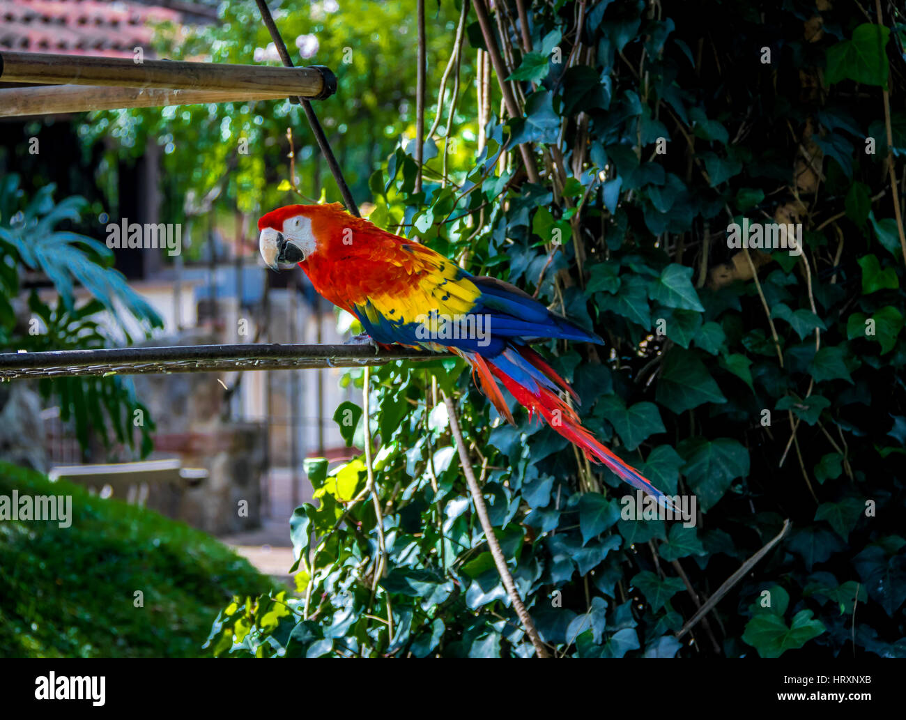 Ara rouge coloré Banque D'Images