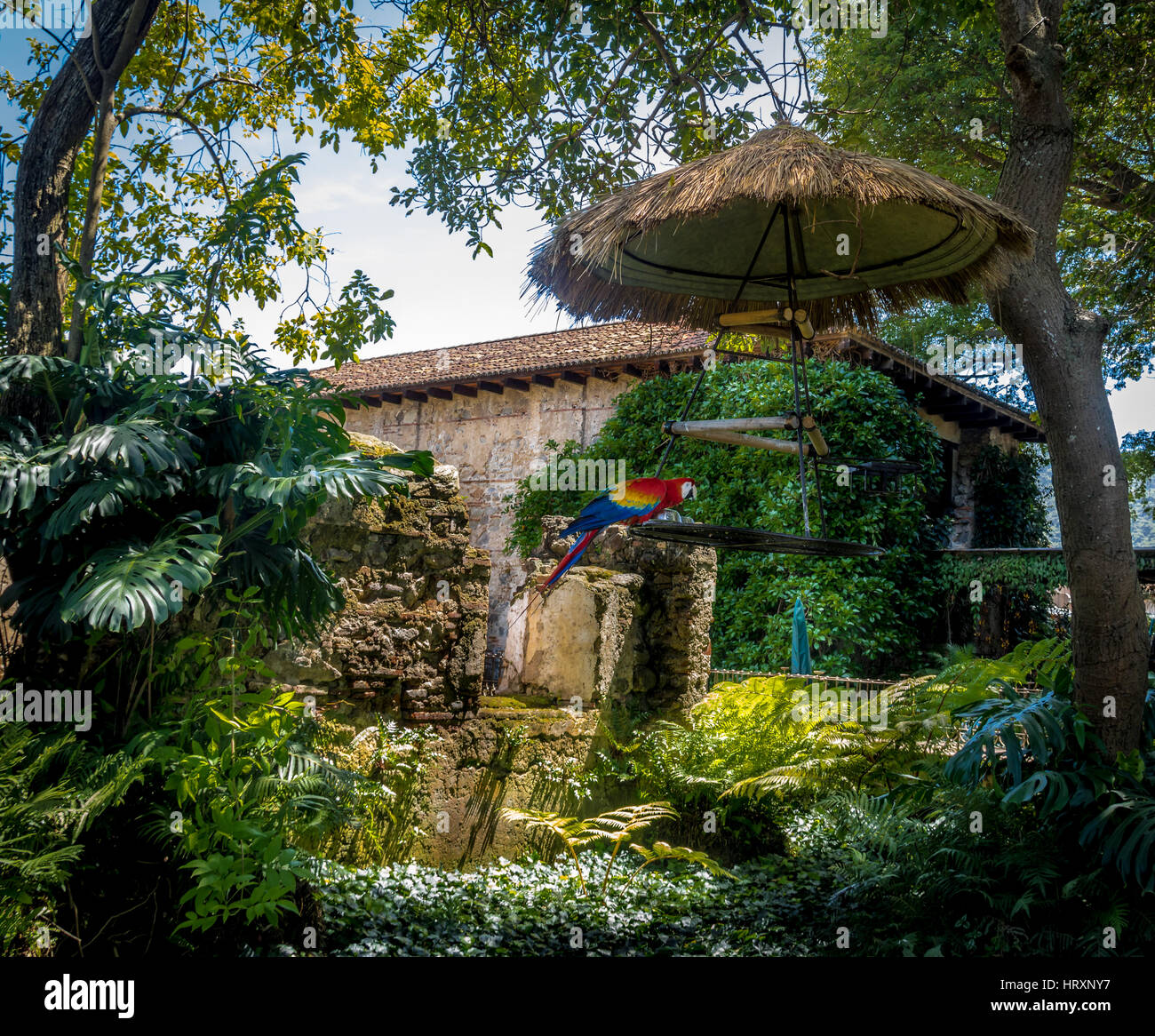 Ara rouge coloré Banque D'Images