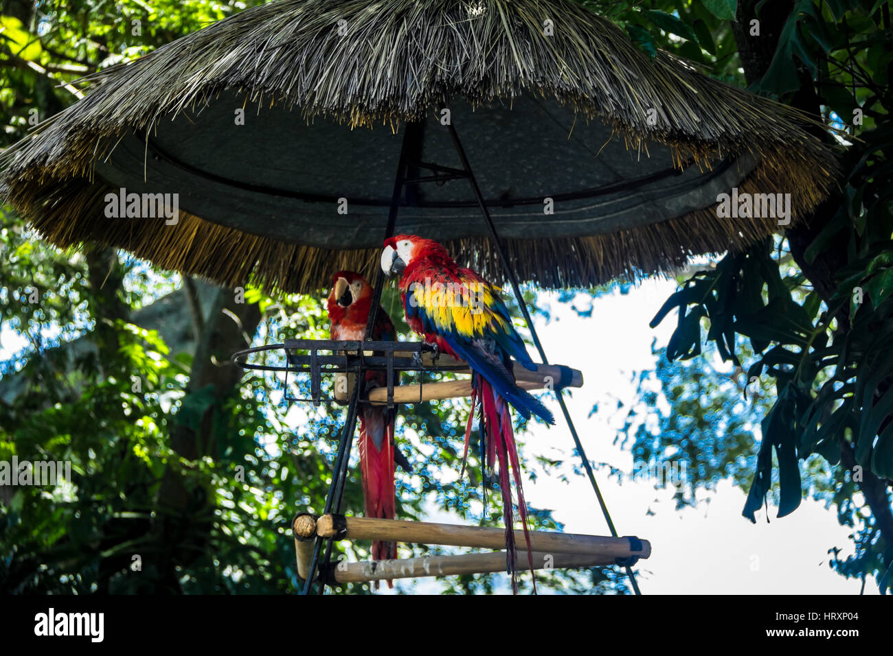 Ara rouge coloré Banque D'Images
