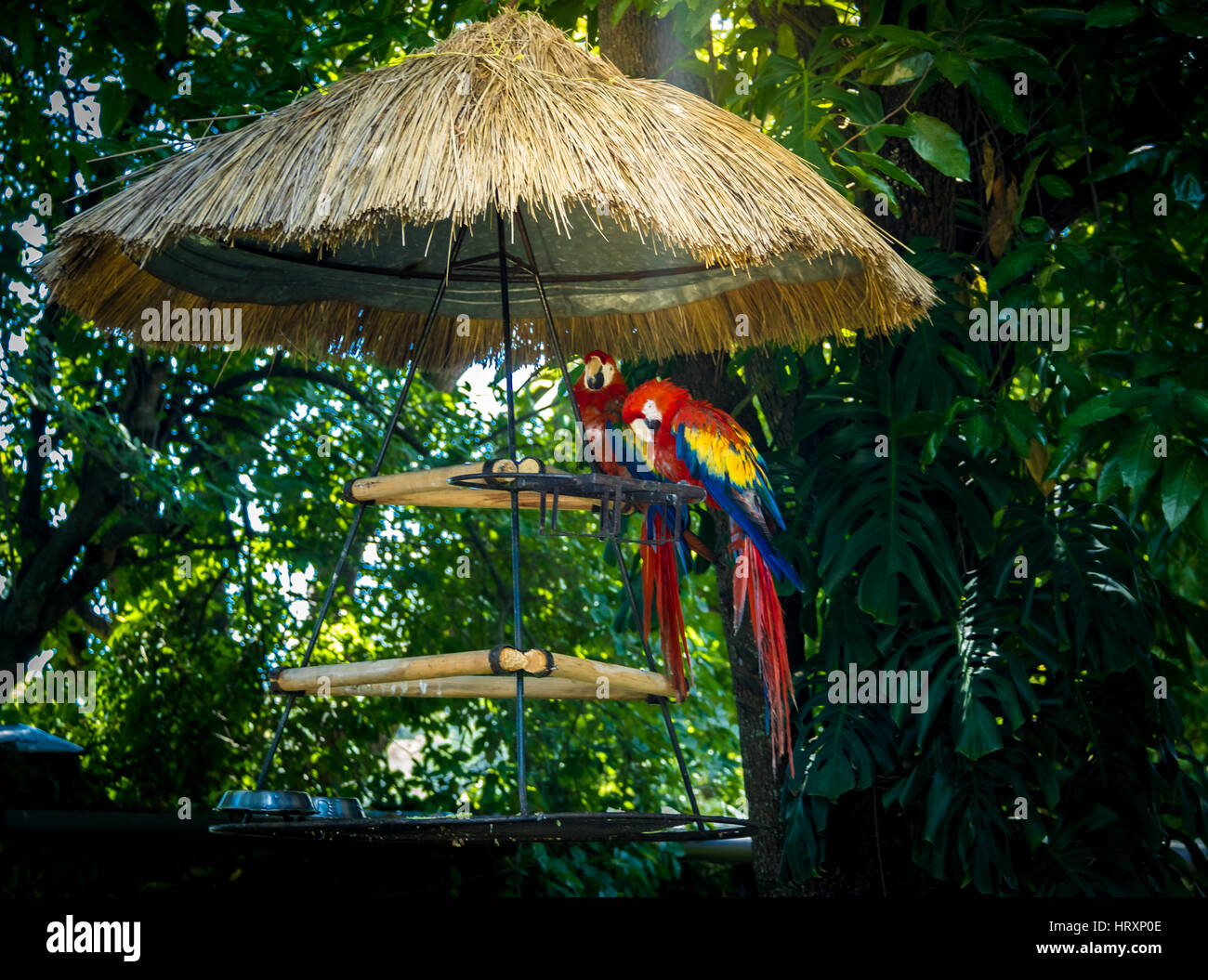 Ara rouge coloré Banque D'Images