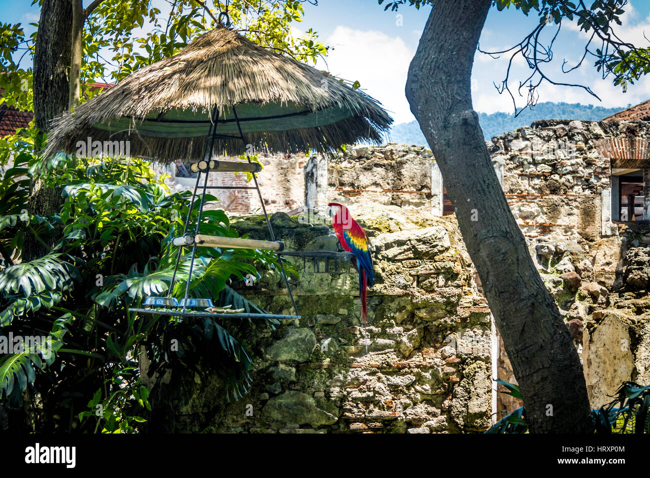 Ara rouge coloré Banque D'Images