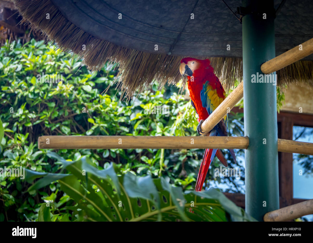 Ara rouge coloré Banque D'Images