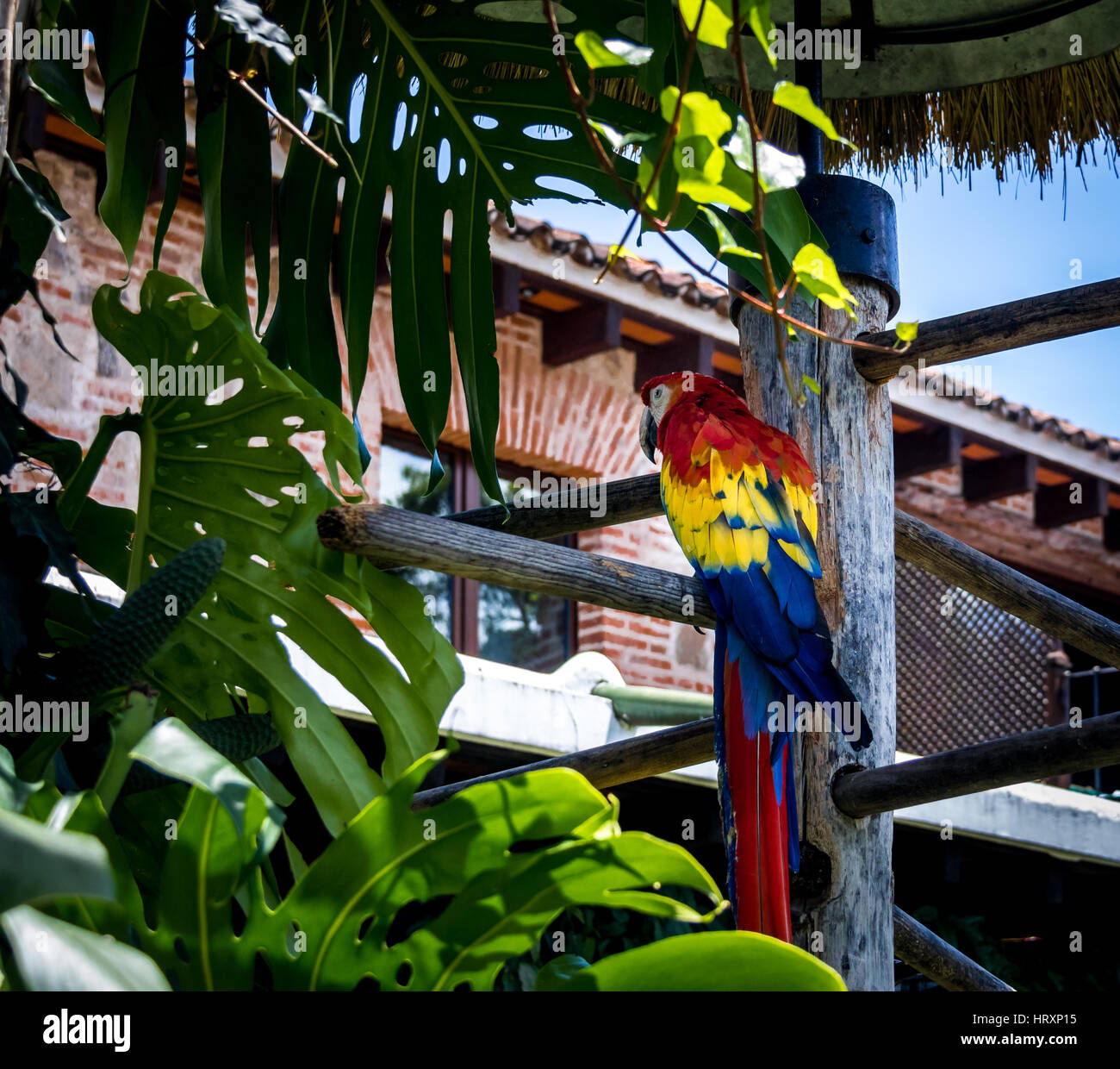 Ara rouge coloré Banque D'Images