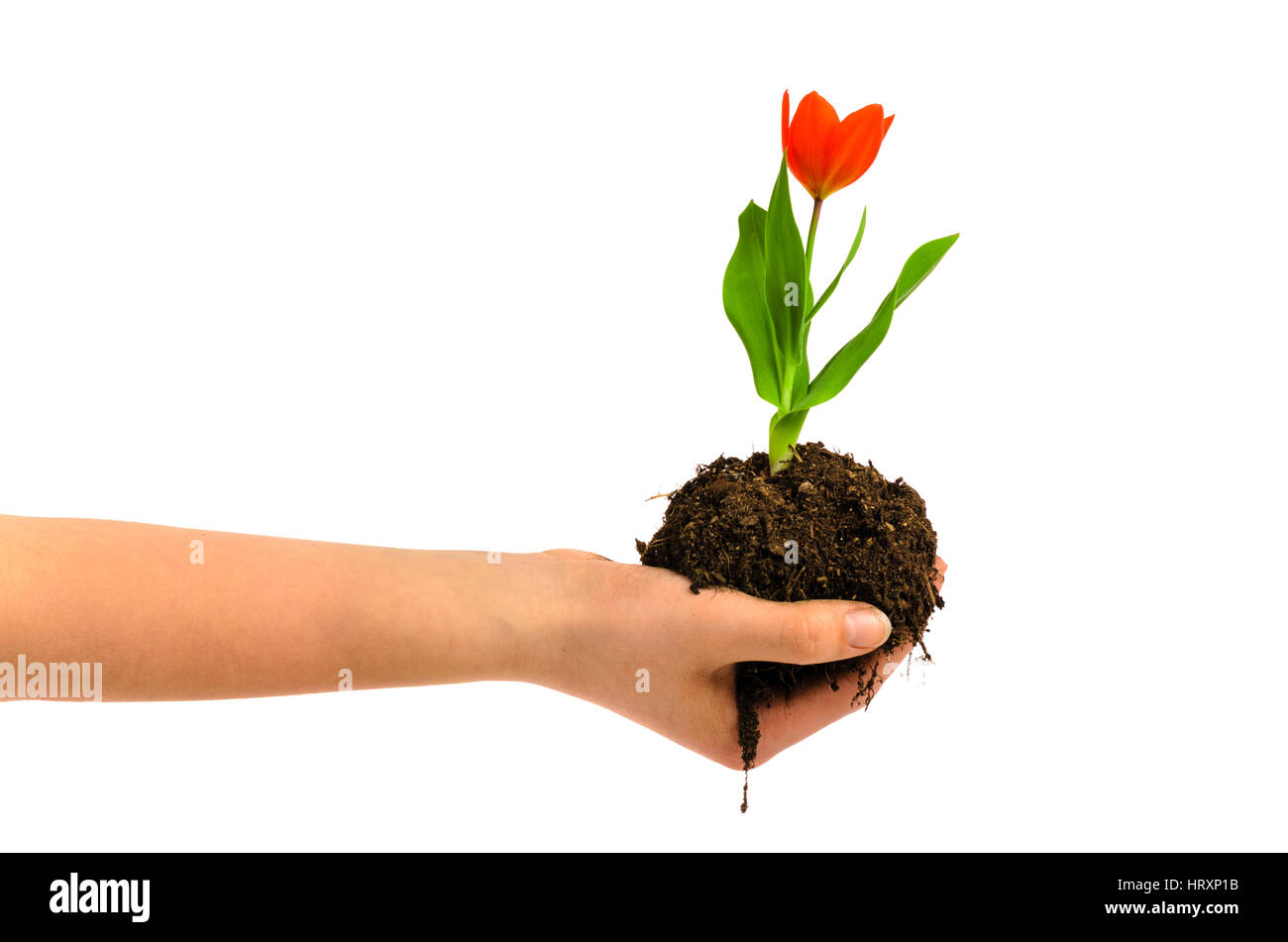 Femme main tenant une fleur de tulipe avec de la terre sur fond blanc Banque D'Images
