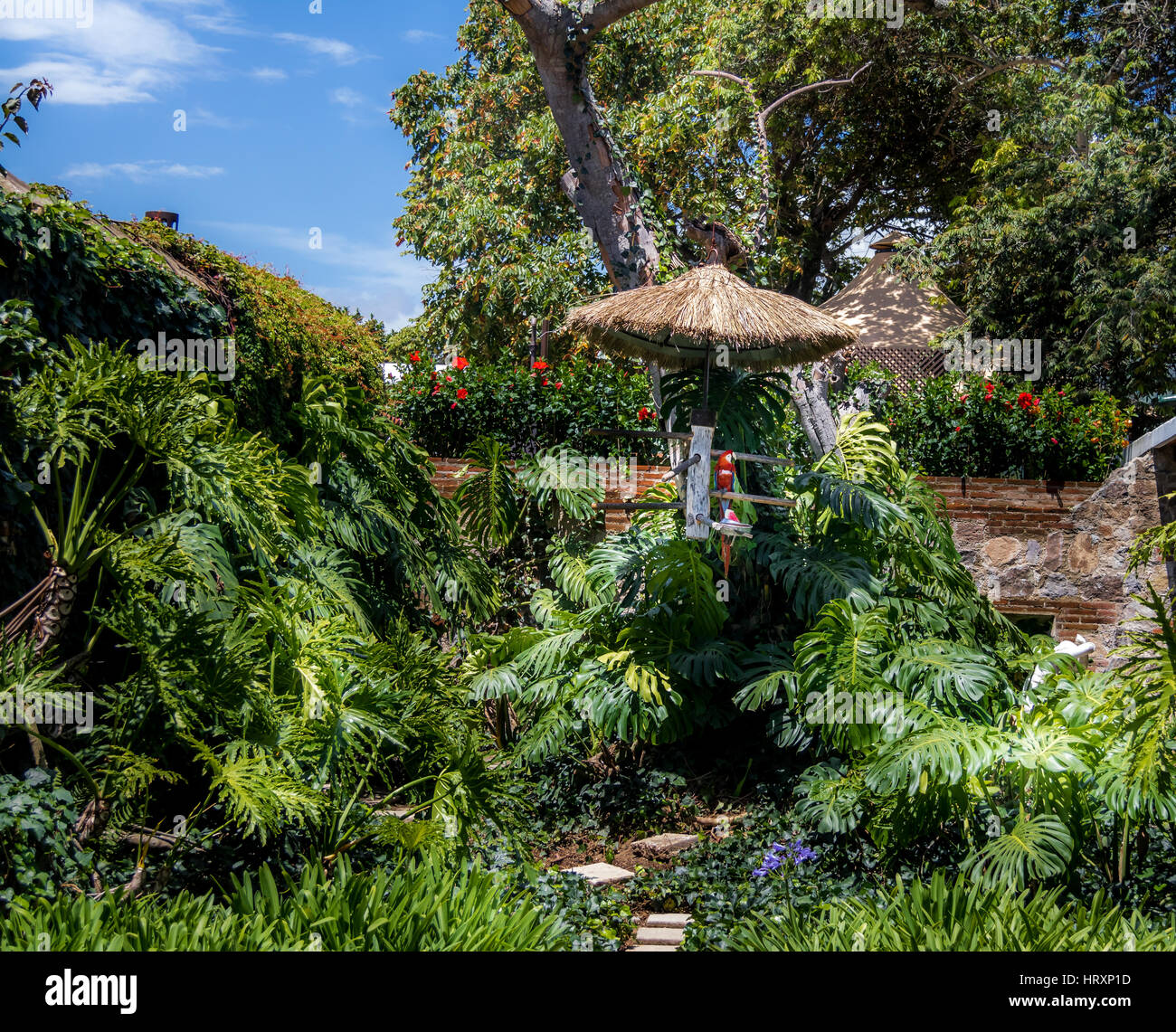 Ara rouge coloré Banque D'Images