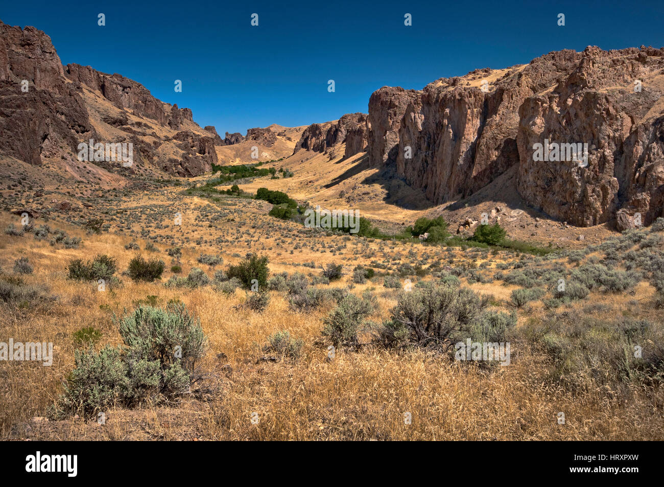 Falaises de roche volcanique de la rhyolite dans la vallée du ruisseau en secours, trois doigts Caldera, haute région désertique, Oregon, USA Banque D'Images