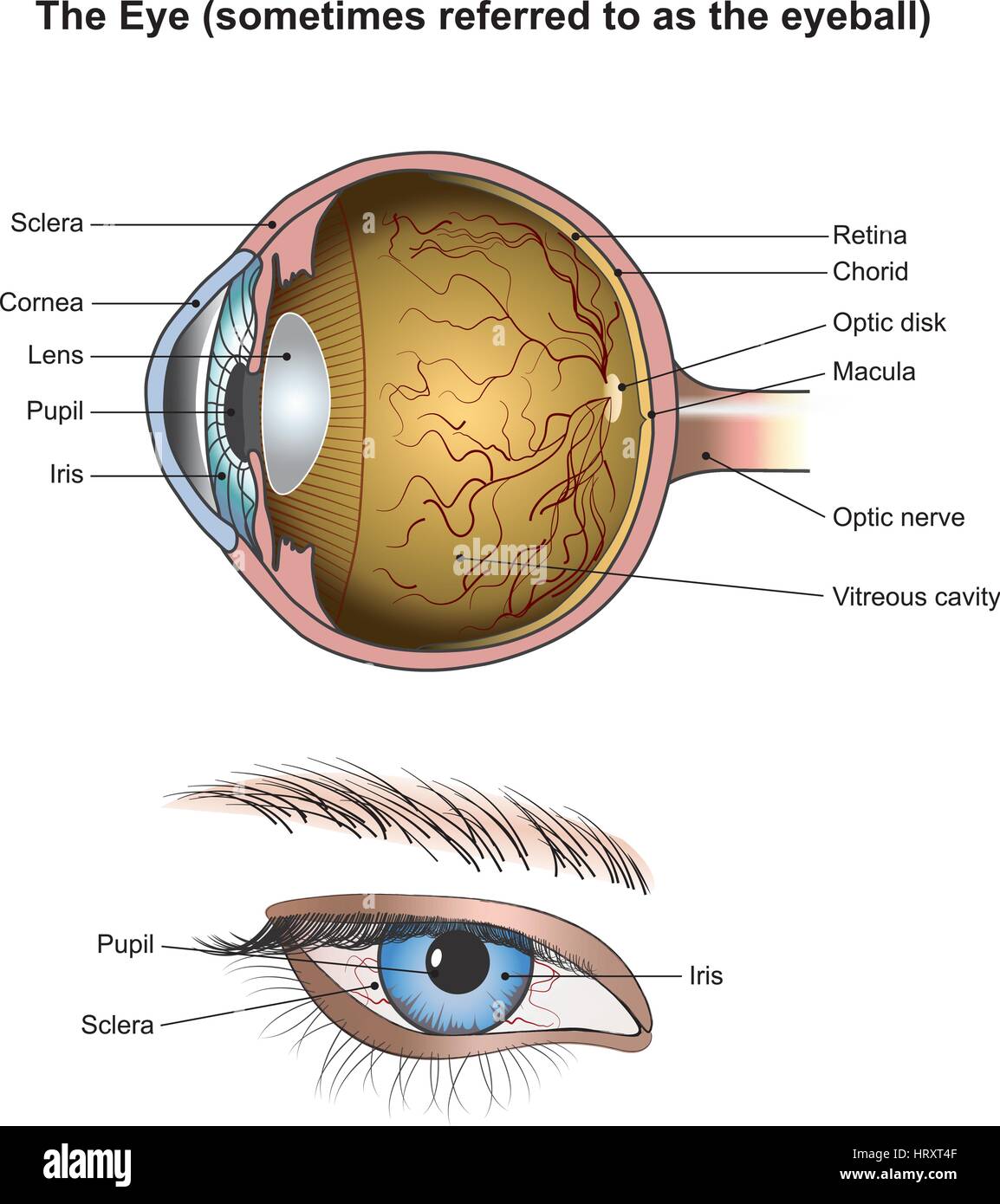 Les yeux sont les organes de la vision. Ils détectent la lumière et la transformer en impulsions électro-chimique dans les neurones. Chez les organismes supérieurs, l'œil est un complexe o Illustration de Vecteur