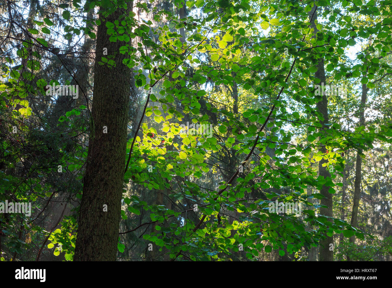 La lumière du soleil filtre à travers les feuilles hazelwood à côté d'aulne, la forêt de Bialowieza, Pologne, Europe Banque D'Images