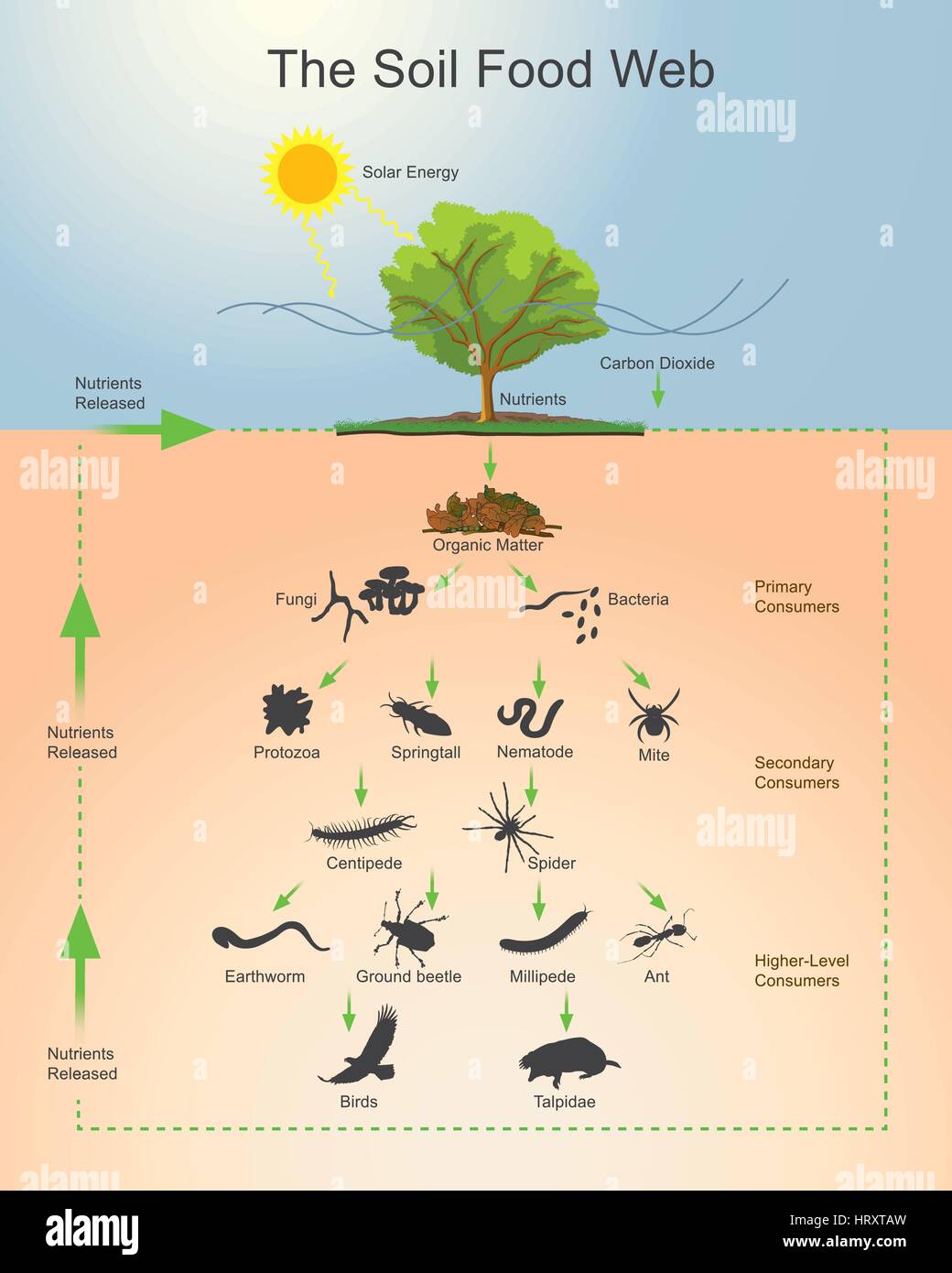 Le sol réseau alimentaire est la communauté d'organismes vivant tout ou partie de leur vie dans le sol. Il décrit un système vivant complexe dans le sol et ho Illustration de Vecteur