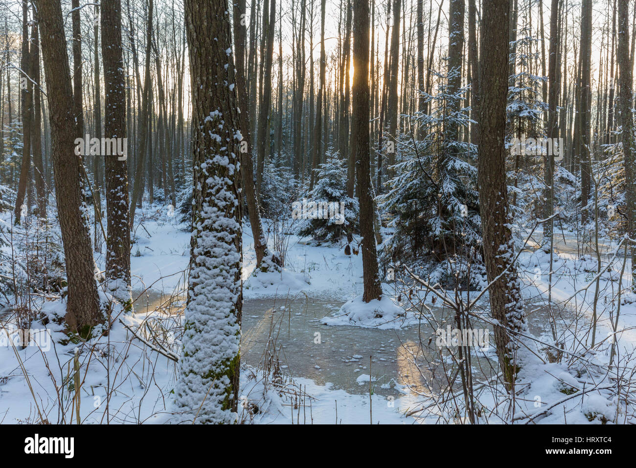 Paysage d'hiver d'naturalstand avec d'aulnes et de l'eau gelée autour, la forêt de Bialowieza, Pologne, Europe Banque D'Images