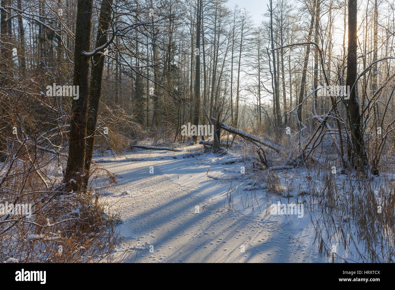Paysage d'hiver gelé de la rivière Lesna dans sun avec reed sec enveloppé de neige en premier plan, la forêt de Bialowieza, Pologne, Europe Banque D'Images