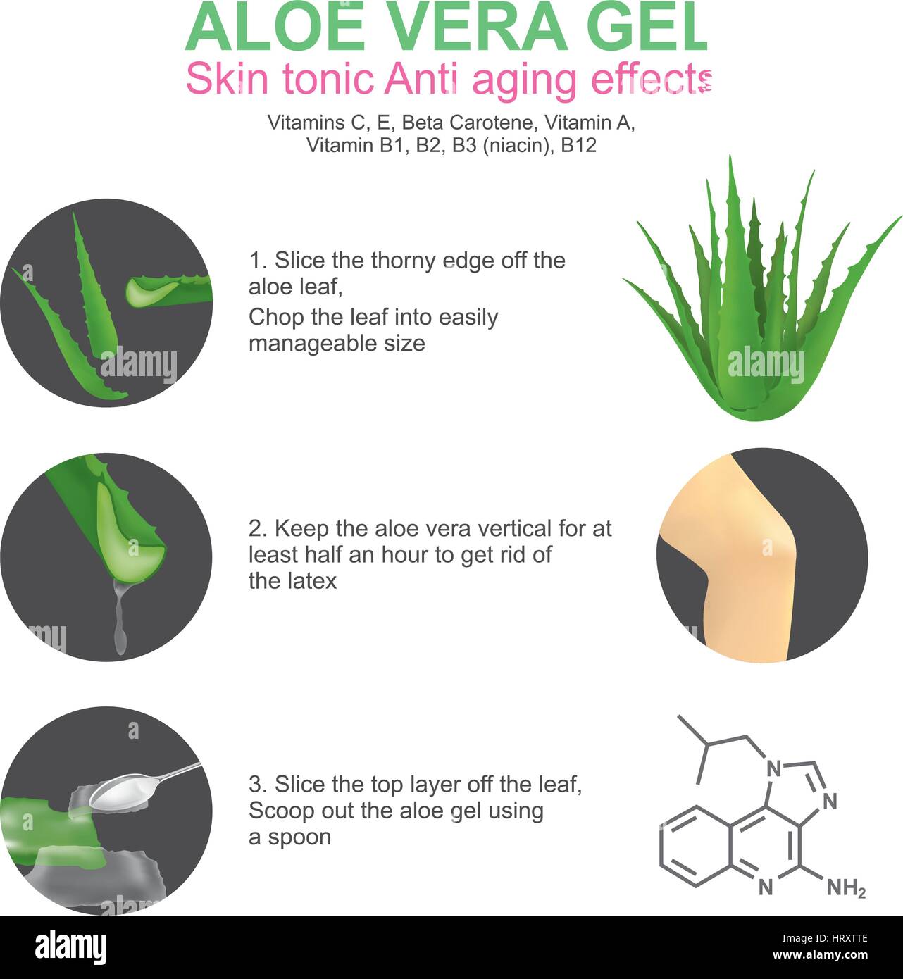 L'aloe vera est une plante succulente espèces du genre Aloe. Il pousse à l'état sauvage sous les climats tropicaux à travers le monde et est cultivé à des fins agricoles. Illustration de Vecteur