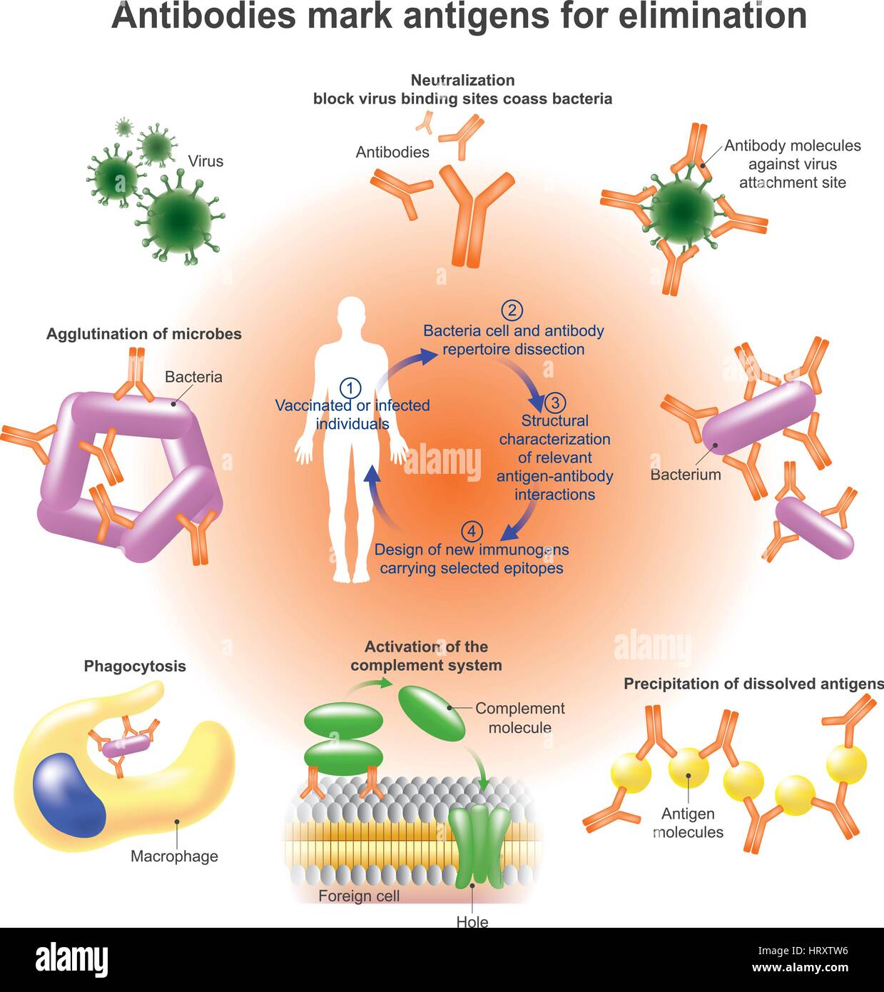 Un anticorps (Ab), également connu sous le nom d'immunoglobuline est un grand, "Y" de protéine produite principalement par les cellules de plasma qui est utilisé par le système immunitaire Illustration de Vecteur