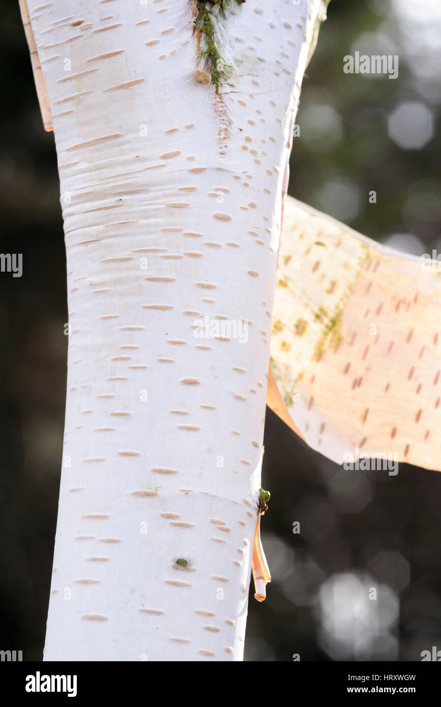 Le Betula utilis jacquemontii 'Silver shadow' Banque D'Images