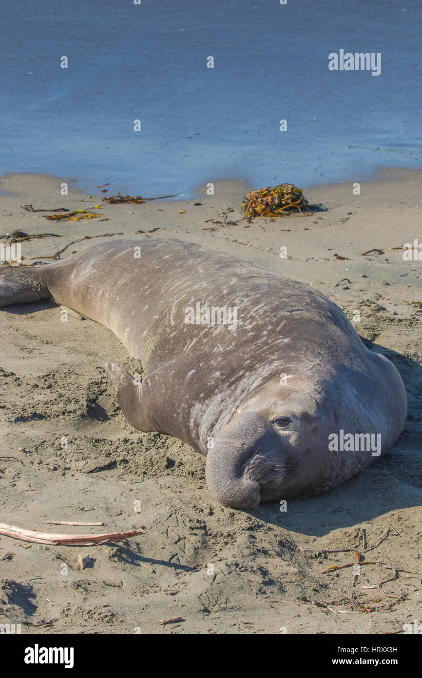 Le Nord sauvage Éléphants de mer (Mirounga angustirostris) à l'éléphant de Piedras Blancas rookery San Simeon California USA Banque D'Images