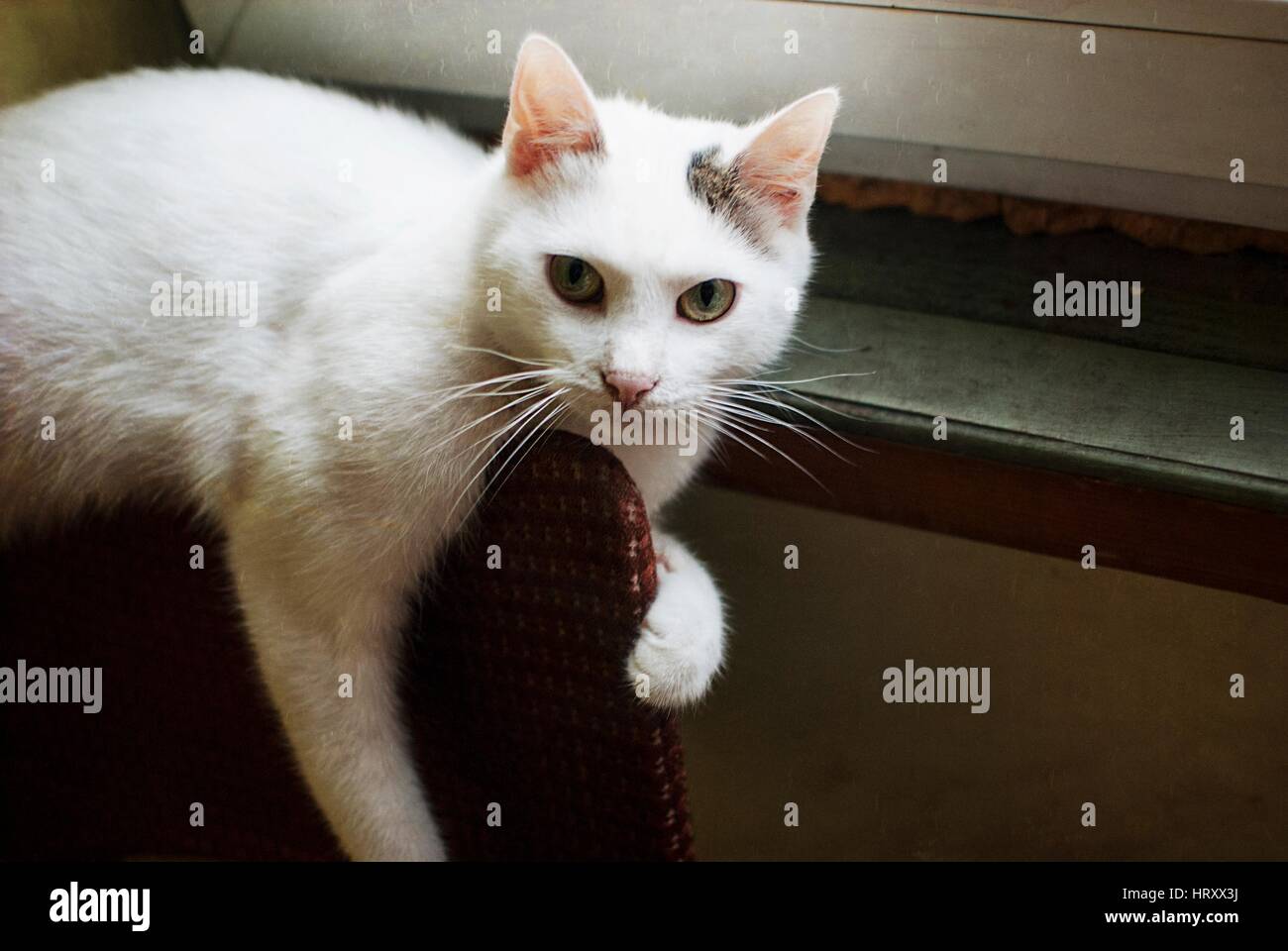 Chat Blanc Avec Tache Noire Autour De Loreille Allongé Sur