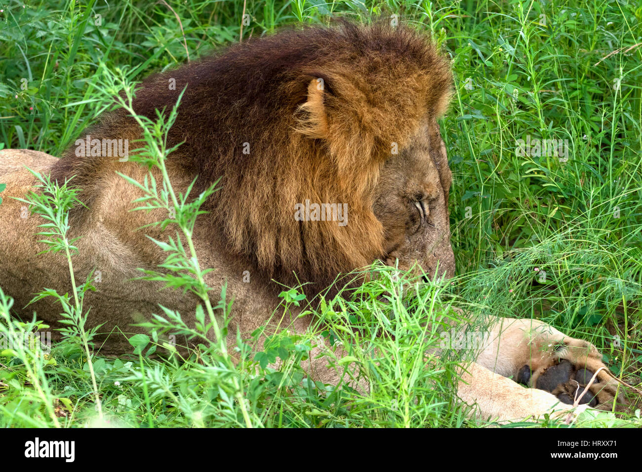 Lion dormant dans les hautes herbes - Parc National Kruger - Afrique du Sud Banque D'Images