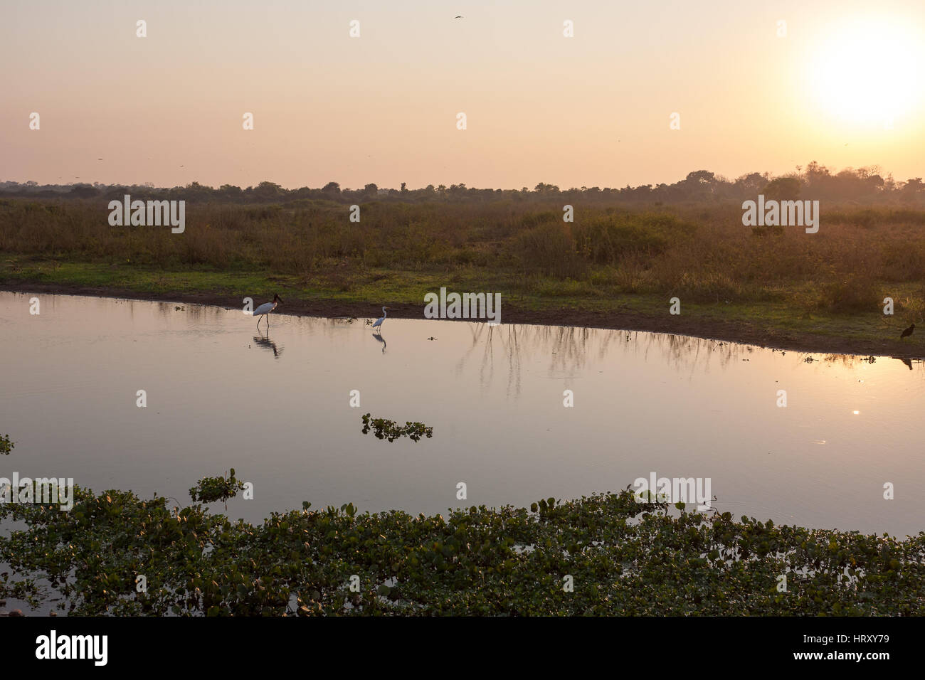 Beaux paysages du Pantanal, l'Amérique du Sud, Brésil. La nature et la faune le long de la route Transpantaneira célèbre. Banque D'Images