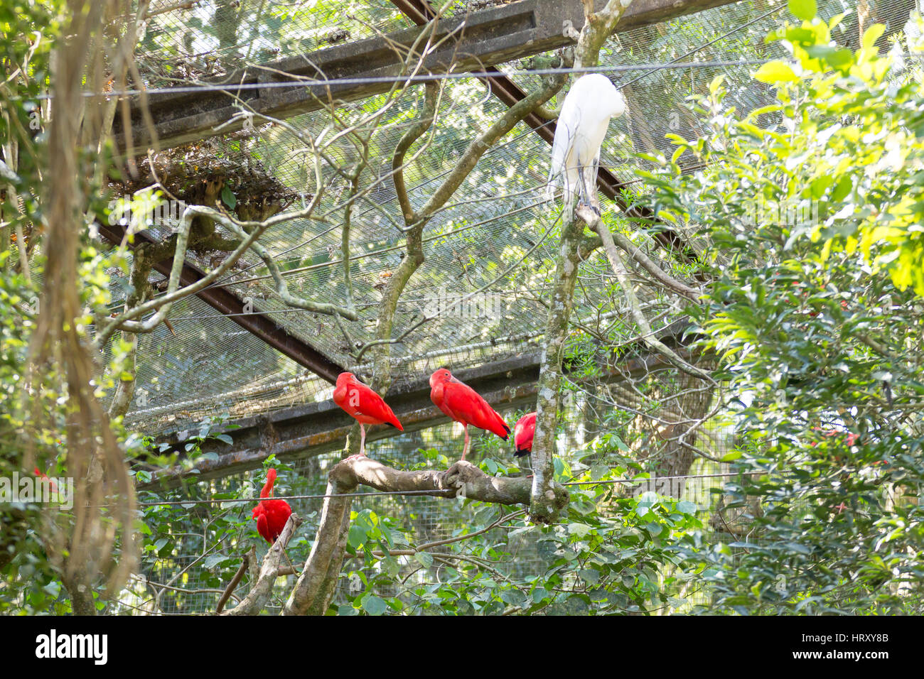 Ibis rouge oiseau sur la nature dans la région de Foz do Iguazu, Brésil. La faune du Brésil Banque D'Images