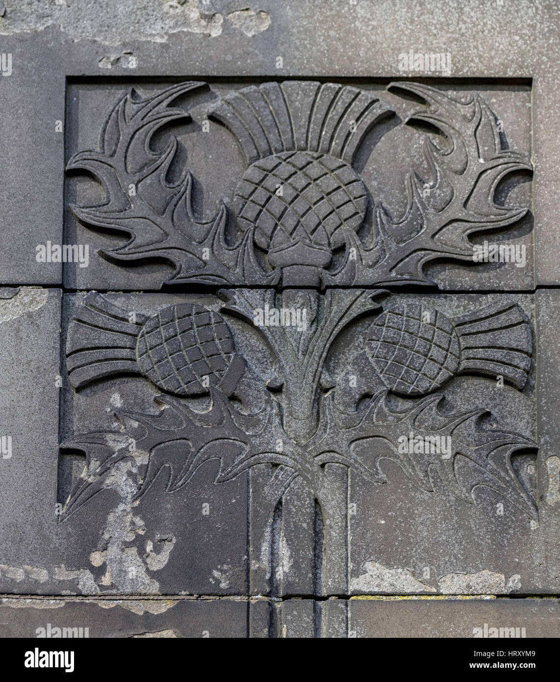 L'emblème de l'Écosse, le thistle flower, sculptées en pierre grise Banque D'Images