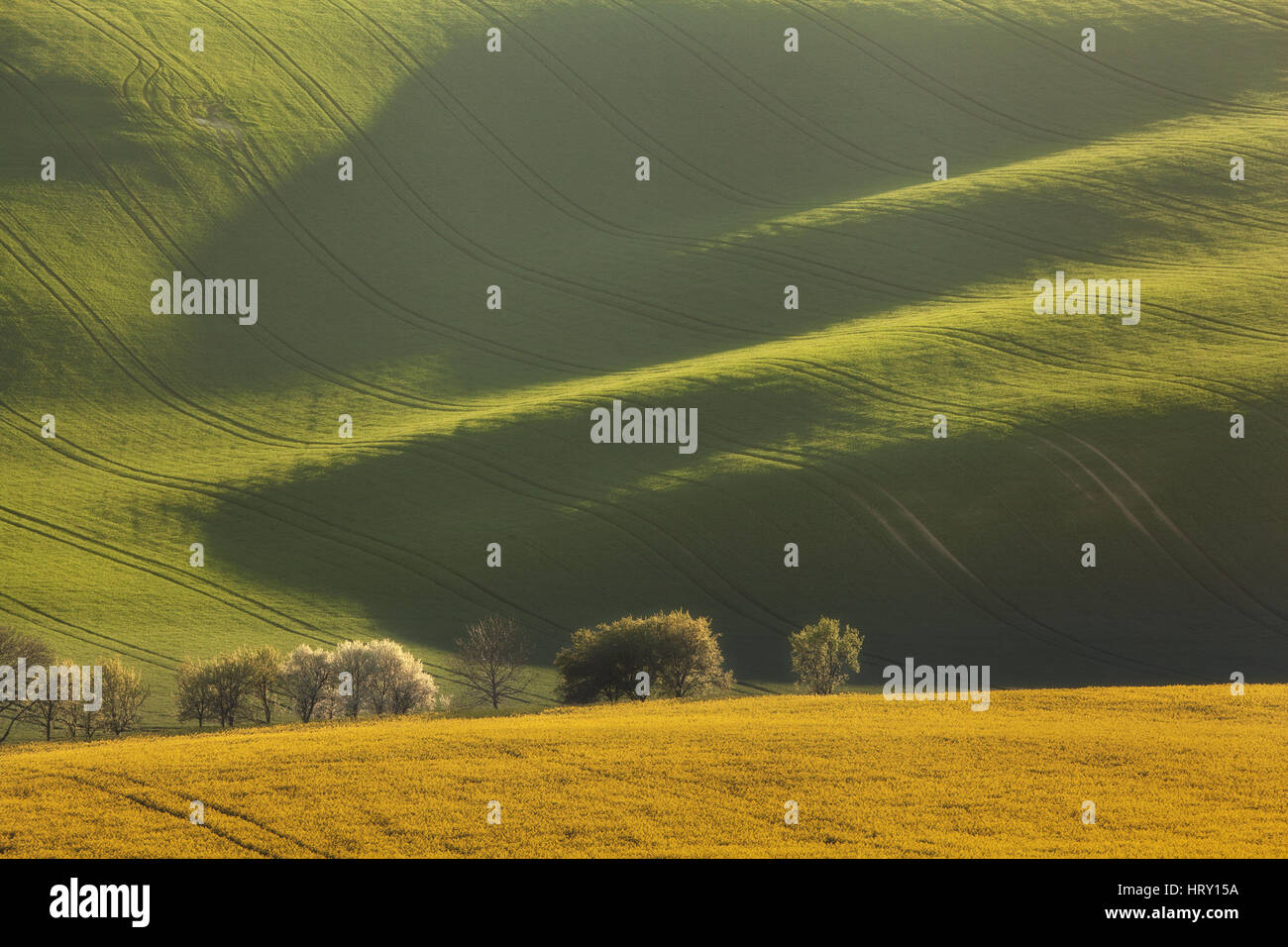 Arbres en fleurs et de colza jaune sur le terrain ondulé vert en arrière-plan dans les champs au coucher du soleil, de Moravie du Sud en République tchèque. Paysage Banque D'Images