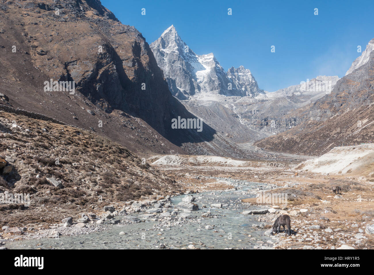 Calèche dans les montagnes de l'Himalaya, près de Dole, Népal Banque D'Images