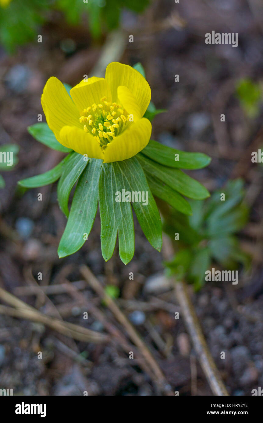 Fleur jaune dans le Jardin Botanique Van Dusen à Vancouver, Colombie-Britannique. Printemps fleur jaune avec des feuilles vertes fanning autour d'elle. Banque D'Images