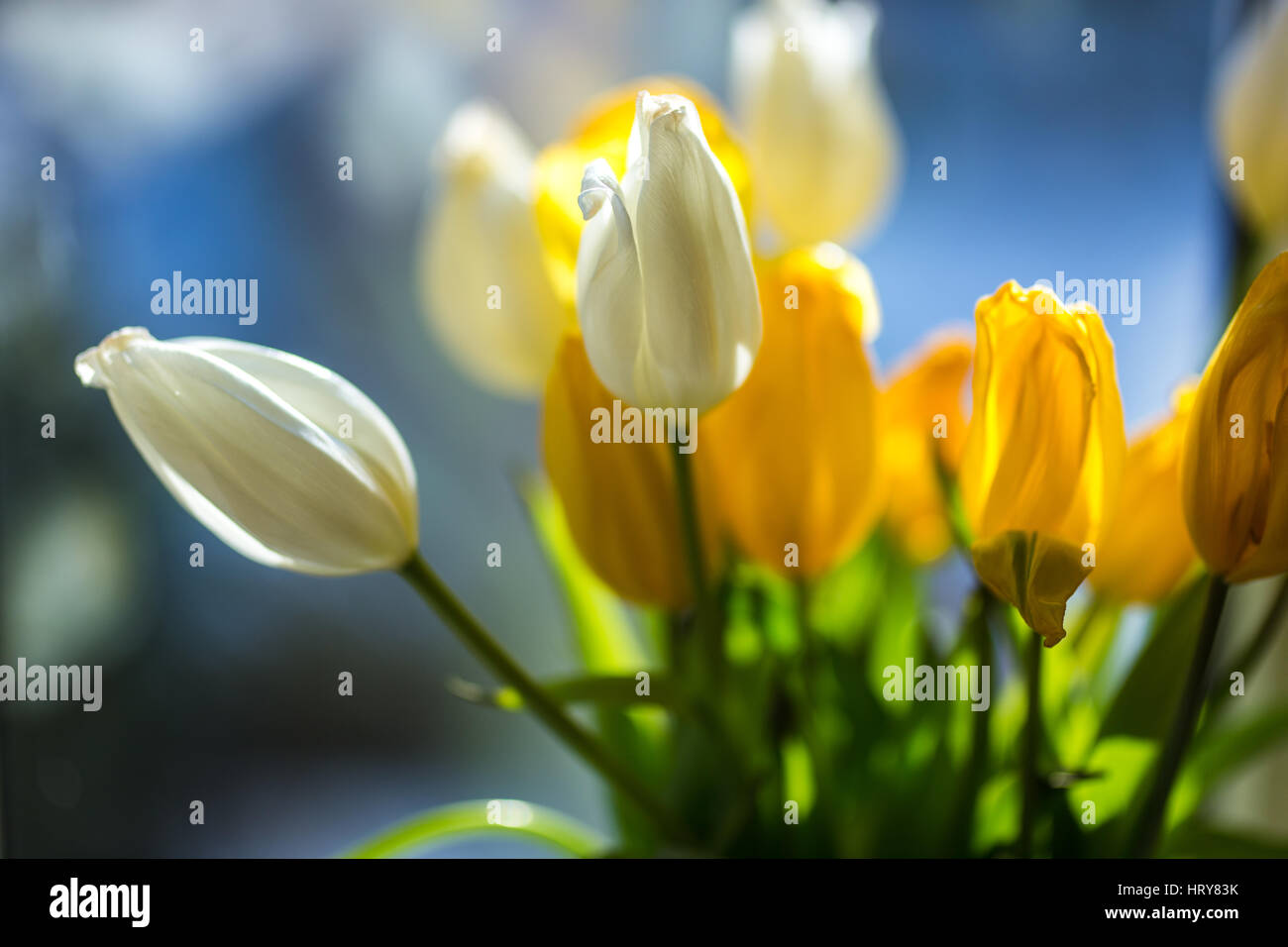 Bouquet de tulipes debout à la fenêtre sur un jour ensoleillé. Banque D'Images Bouquet de tulipes debout à la fenêtre sur un jour ensoleillé. Banque D'Images