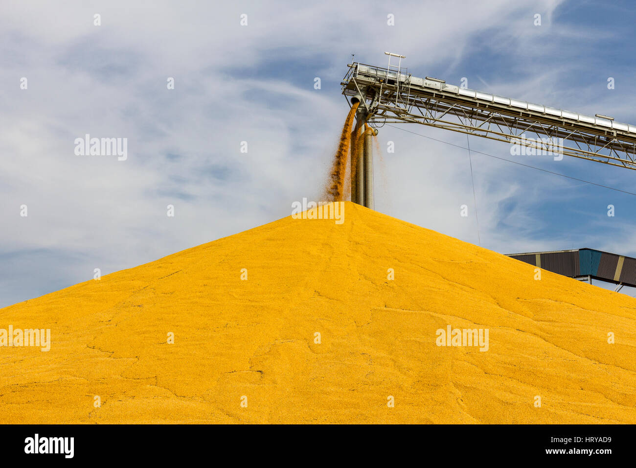 Le maïs et la manutention du grain ou de la récolte. Le maïs peut être utilisé pour l'alimentation humaine, animale ou de l'éthanol III Banque D'Images