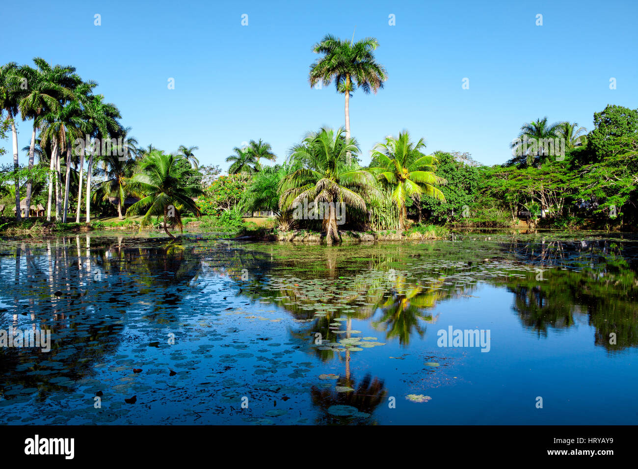 Ferme aux crocodiles à proximité du lac tropical à Playa Larga, Baie des Cochons, Matanzas, Cuba. Banque D'Images