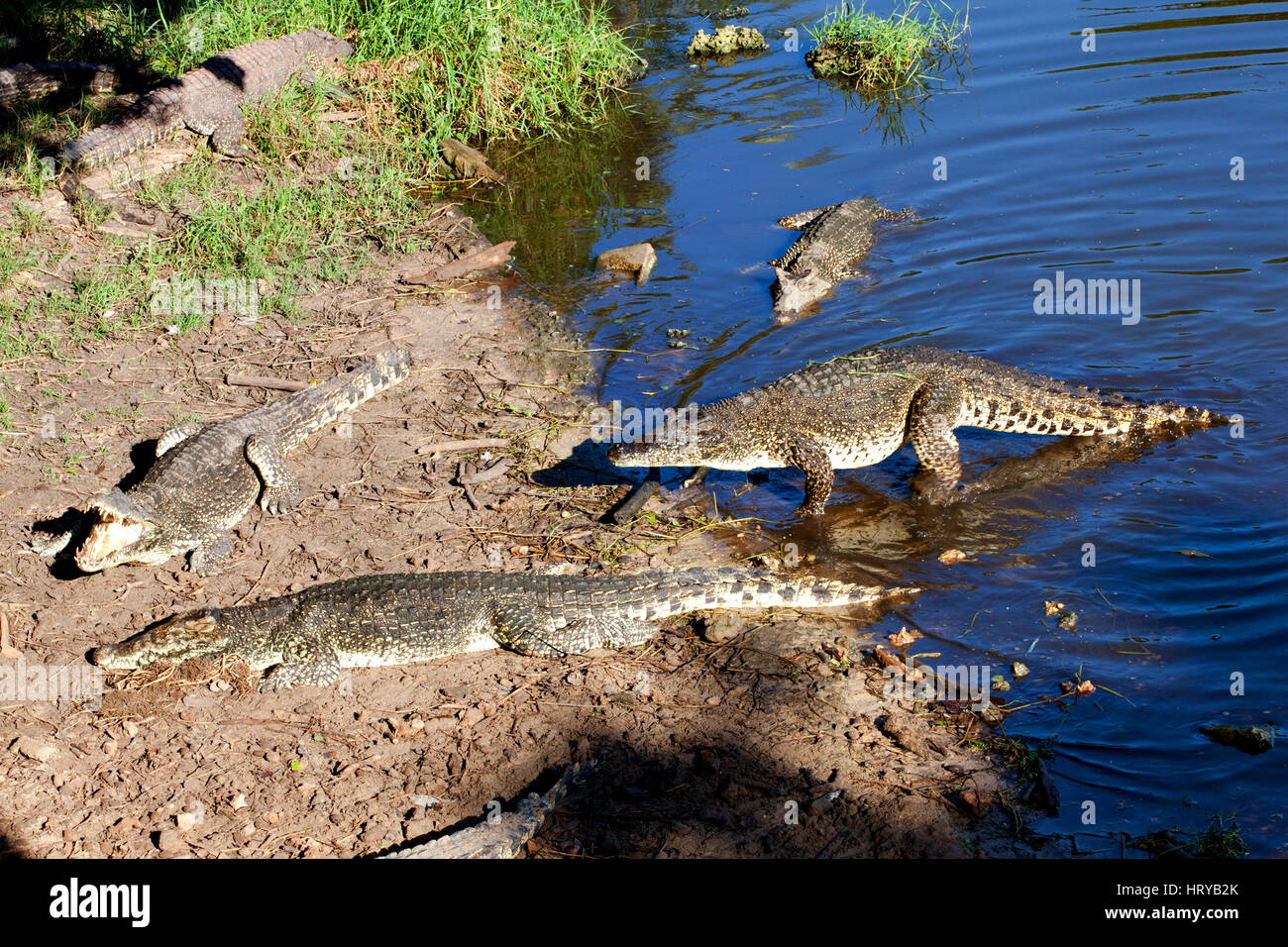 Les crocodiles de La Ferme Cuba Playa Larga, près de la Baie des Cochons, Matanzas, Cuba. Banque D'Images