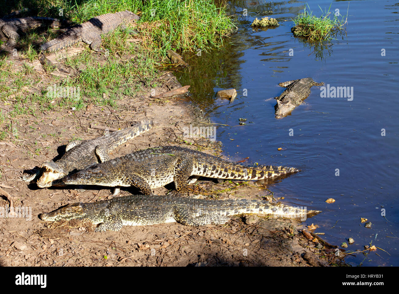 Les crocodiles de La Ferme Cuba Playa Larga, près de la Baie des Cochons, Matanzas, Cuba. Banque D'Images