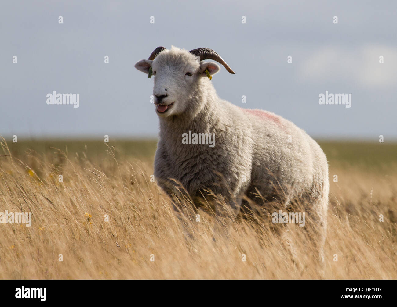 Face blanc mouton / ram Dartmoor Banque D'Images