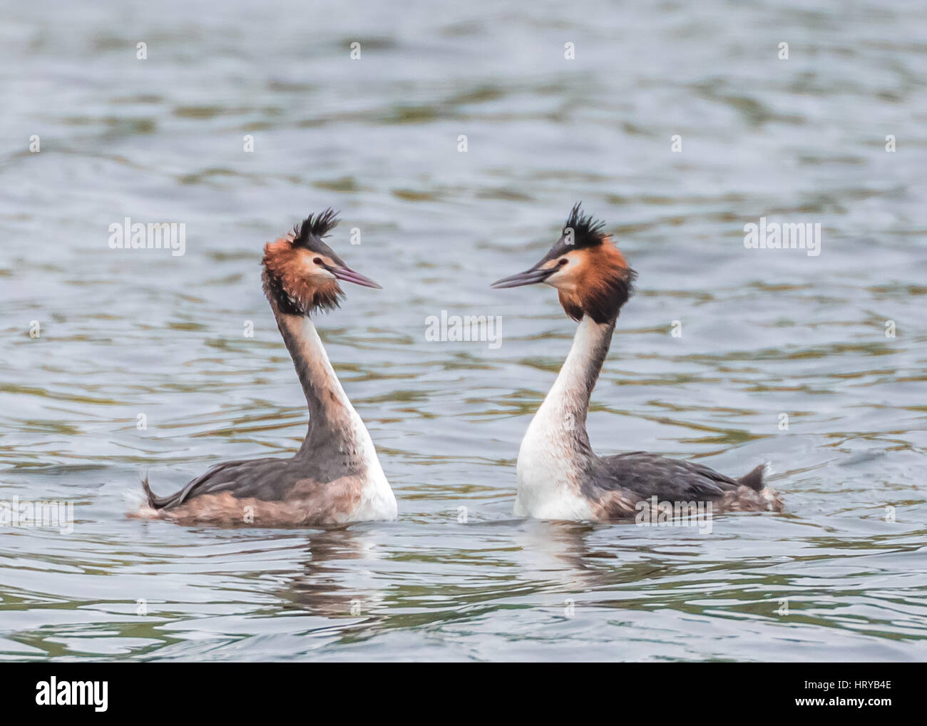 Beaucoup de grèbes huppés (Podiceps cristatus) effectuant des mauvaises herbes "dance" parade nuptiale au printemps Banque D'Images
