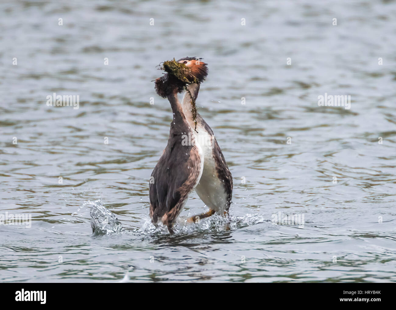 Beaucoup de grèbes huppés (Podiceps cristatus) effectuant des mauvaises herbes "dance" parade nuptiale au printemps Banque D'Images