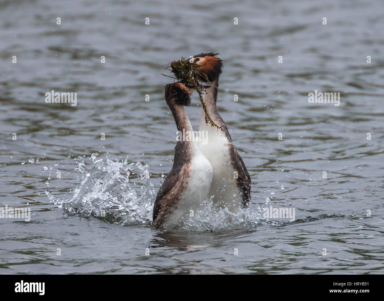 Beaucoup de grèbes huppés (Podiceps cristatus) effectuant des mauvaises herbes "dance" parade nuptiale au printemps Banque D'Images